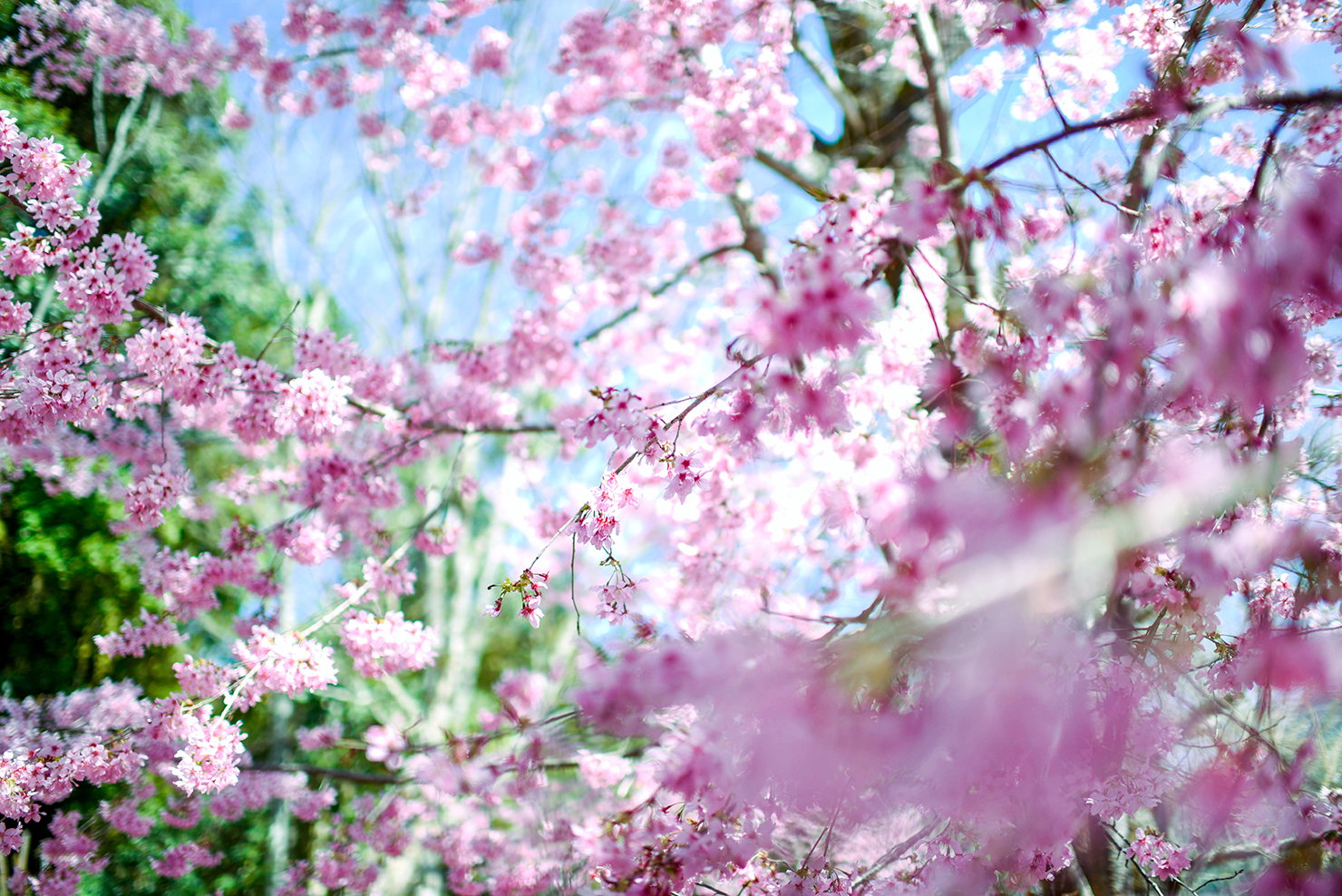 萬大位於南投縣仁愛鄉親愛村，隸屬林務局南投林區管理處